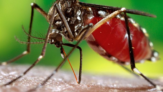 Mosquitoes: An Annapolis Urgent Care Spotlight